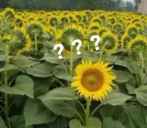 顺产7斤半宝宝一点也不疼！宝妈语出惊人：生孩